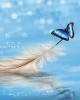 Diamond Painting Art Λευκό Φτερό στο νερό με μια γαλάζια πεταλούδα 20cm x 30cm 20X30cm