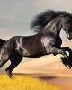 Diamond Painting Art Μαύρο Άλογο 20cm x 30cm 20X30cm
