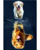 Diamond Painting Art Σκύλος με αντανάκλαση 20cm x 30cm 20X30cm