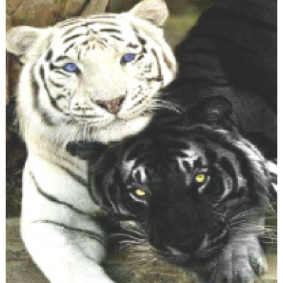 Diamond Painting Art Τίγρης άσπρη και Τίγρης μαύρη 30cm X 40cm