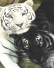 Diamond Painting Art Τίγρης άσπρη και Τίγρης μαύρη 30cm X 40cm 40x30cm