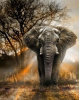 Diamond Painting Art Ελέφαντας με φόντο δέντρο 30cm x 30cm 30x30cm